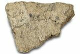 Dinosaur (Triceratops) Frill Shield Section - Montana #310560-1